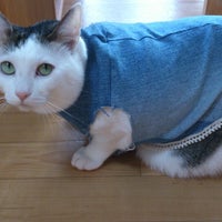 小倉猫茶家 Cafe In 北九州市 小倉猫茶家 Cafe In 北九州市