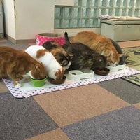 猫カフェ Ronron ロンロン 1 Tip 猫カフェ Ronron ロンロン 1 Tip