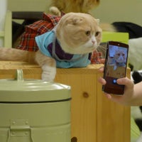 猫まるカフェ Tea Room In 錦糸町