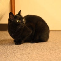 猫カフェ Cat Cafe Nyanny ニャニー Pet Cafe In 神戸市 猫カフェ Cat Cafe Nyanny ニャニー Pet Cafe In 神戸市
