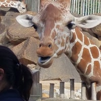 Photo taken at Giraffe Exhibit by Kevin H. on 10/21/2017