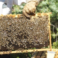 Foto diambil di EVRARD Philippe le nectar de l&amp;#39;abeille oleh evrard philippe le nectar de l abeille pada 10/28/2015