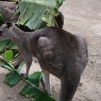 8/12/2022 tarihinde ゆたー ㅤ.ziyaretçi tarafından Kuranda Koala Gardens'de çekilen fotoğraf