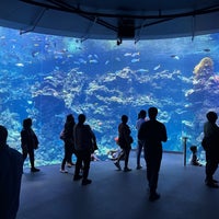 Photo taken at Steinhart Aquarium by Andrew N. on 9/24/2022