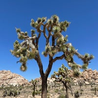 Photo taken at Joshua Tree National Park by Ryan Z. on 4/14/2022