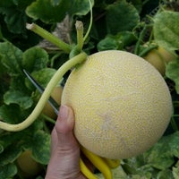 フォレストパーク メロンの森 1 Tip From 94 Visitors