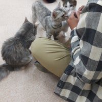 Photos At 猫カフェ Nyanchi Cafe In 野々市市