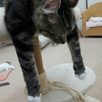 猫カフェ Nyanchi Cafe In 野々市市