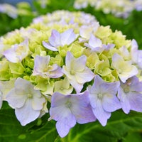新宮あじさいの里 2 Tips From 60 Visitors 新宮あじさいの里 2 Tips From 60 Visitors
