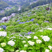 新宮あじさいの里 2 Tips From 60 Visitors 新宮あじさいの里 2 Tips From 60 Visitors