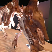 Photo taken at Dan L Duncan Hall of Paleontology by Dave W. on 12/29/2012