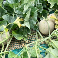 フォレストパーク メロンの森 1 Tip From 94 Visitors