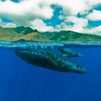 11/9/2015 tarihinde Ultimate Whale Watchziyaretçi tarafından Ultimate Whale Watch'de çekilen fotoğraf