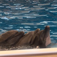 Foto scattata a Antalya Aksu Dolphinarium da Özlem il 7/10/2019