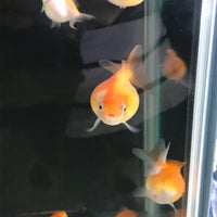 金魚屋よかきん 金魚屋よかきん