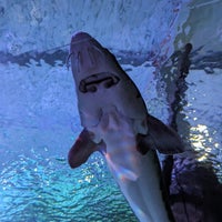 9/12/2023 tarihinde Sujan P.ziyaretçi tarafından SEA LIFE Minnesota Aquarium'de çekilen fotoğraf
