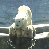 Photo taken at Moscow Zoo by Margarita D. on 4/12/2015