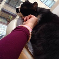 浅草橋猫カフェ Kei S ケイズ 台東区のカフェ 浅草橋猫カフェ Kei S ケイズ 台東区のカフェ