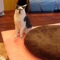 浅草橋猫カフェ Kei S ケイズ 台東区のカフェ 浅草橋猫カフェ Kei S ケイズ 台東区のカフェ