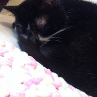 浅草橋猫カフェ Kei S ケイズ 台東区のカフェ 浅草橋猫カフェ Kei S ケイズ 台東区のカフェ