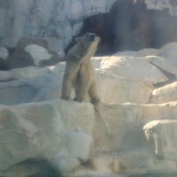 Photo taken at Polar Bear &amp;amp; Seal Oceans by Cycle T. on 3/3/2024