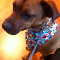 pampered pet salon and boutique