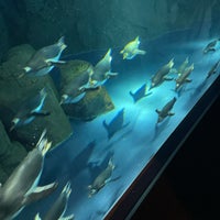 Photo taken at Osaka Aquarium Kaiyukan by tahere G. on 3/20/2024