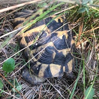 gaziler dagi mesire ormani gebze cayirova