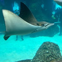 Foto scattata a The Florida Aquarium da MJ. il 4/9/2023