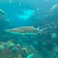 Foto tirada no(a) The Florida Aquarium por MJ. em 4/9/2023