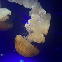 Foto diambil di The Florida Aquarium oleh MJ. pada 4/9/2023