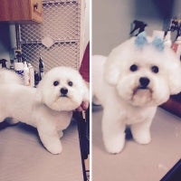 bubbles grooming salon