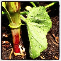 Photo taken at Venice community garden by Tom C. on 6/8/2013