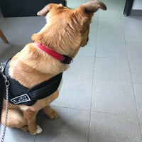 senaxy dog harness