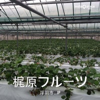 梶原フルーツ 2個のtips