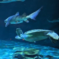 Foto scattata a Shark Reef Aquarium da Melissa J. il 4/18/2024