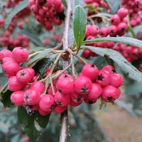 Photo taken at Isabella Plantation by Ania on 10/22/2022