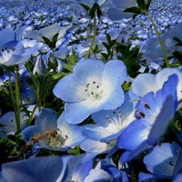 Photo taken at Hitachi Seaside Park by Rumi K. on 5/12/2013