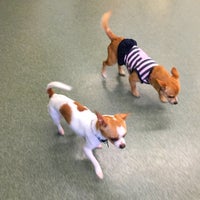 jm pet resort boarding