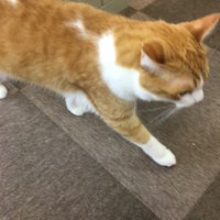 Photo taken at Cat Cafe ねころび by みたぬ on 9/8/2018