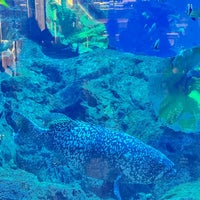 Photo taken at Dubai Aquarium by Araik on 5/10/2024