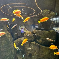 Снимок сделан в Vancouver Aquarium пользователем 五山イツキ 4/28/2024