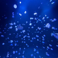 Photo taken at Vancouver Aquarium by 五山イツキ on 4/28/2024