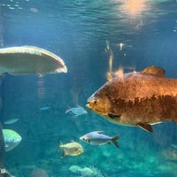 Das Foto wurde bei Vancouver Aquarium von 五山イツキ am 4/28/2024 aufgenommen