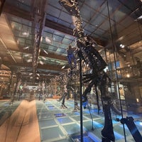 Foto scattata a Museum voor Natuurwetenschappen / Muséum des Sciences naturelles da Laura D. il 8/6/2023