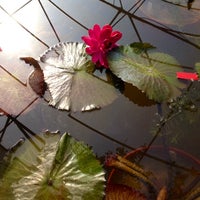 Photo taken at American Aquatic Gardens by Trista R. on 3/21/2014