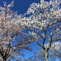 七ツ田の弘法桜 Garden