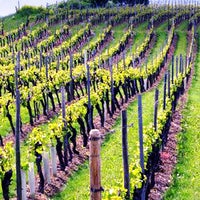 1/5/2016 tarihinde becker das weingut weinversandziyaretçi tarafından Becker - Das Weingut - Weinversand'de çekilen fotoğraf