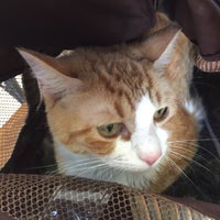 Underhill Animal Hospital - Veterinarian Underhill Animal Hospital - Veterinarian