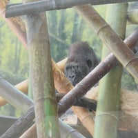 Photo taken at Regenstein Center for African Apes by Victor A. on 2/5/2022